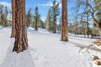 two trees in the snow in a forest at Smith Chalet at Snow Summit- Furnished Resort Condo- Foosball- Walk To Lifts in Big Bear Lake