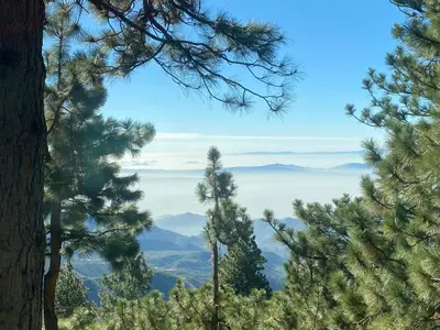a view of the mountains through the trees at The Inspo Cabin with Stunning View in Running Springs
