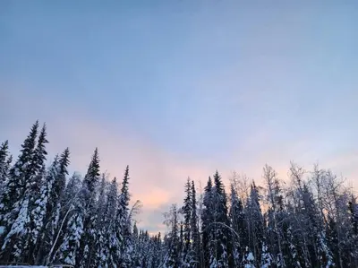 a group of trees covered in snow with a sky at Pine Mountain Club Family Vacation House in Pine Mountain Club