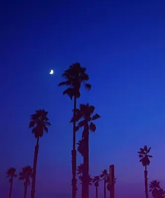 a group of palm trees with the moon in the sky at Beachfront Paradise in Port Hueneme