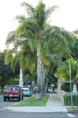 a palm tree on a sidewalk next to a street at Hollywood Guesthouse in Los Angeles
