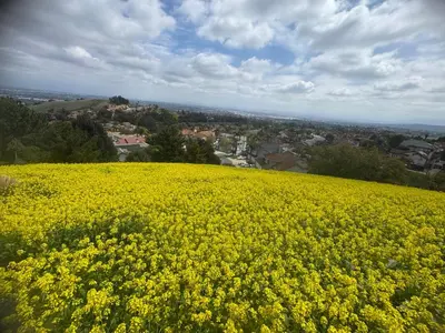 a field of yellow flowers on top of a hill at AB&B suite in Chino Hills