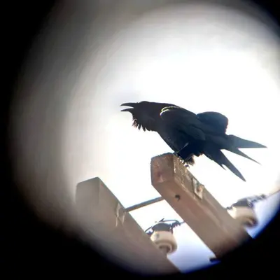 a black bird perched on top of a pole at Epic Views! Hollywood Hills SkyVilla: Crow's Nest in Los Angeles