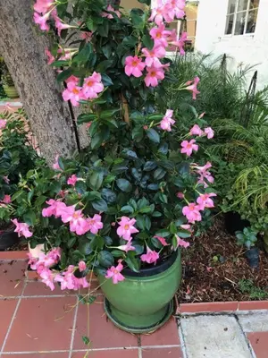 a green pot filled with pink flowers on a sidewalk at Beverly Hills Celebrity Home in Los Angeles