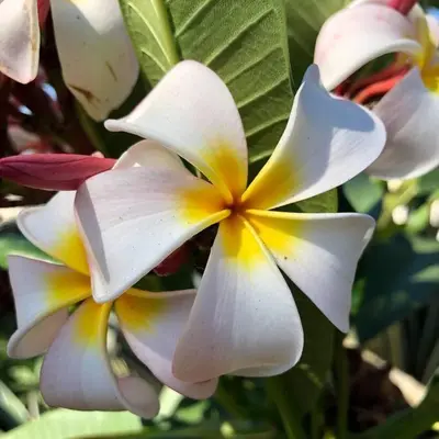 a group of white and yellow flowers on a plant at Urban Farm House +Hot Tub+Pool in Long Beach