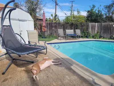 a dog laying next to a chair next to a swimming pool at Urban Farm House +Hot Tub+Pool in Long Beach