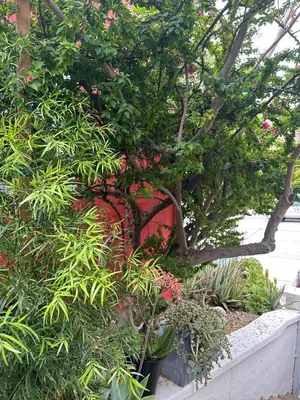 a group of plants and a tree in a garden at Modern, Remodeled Echo Park House-Walk to Sunset Blvd, Dodgers Stadium, Shops, Bars, Restaurants, Lake, Concerts in Los Angeles