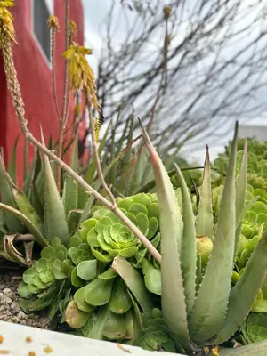 a bunch of green succulent plants in front of a building at Modern, Remodeled Echo Park House-Walk to Sunset Blvd, Dodgers Stadium, Shops, Bars, Restaurants, Lake, Concerts in Los Angeles
