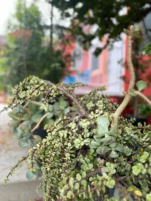 a plant with green leaves on the side of a street at Modern, Remodeled Echo Park House-Walk to Sunset Blvd, Dodgers Stadium, Shops, Bars, Restaurants, Lake, Concerts in Los Angeles
