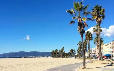 a group of palm trees on a sandy beach at New Modern Cozy Guest House, Parking, Pet Friendly in Mar Vista! in Los Angeles