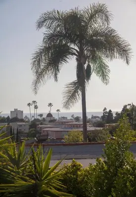 a palm tree with a person on top of it at Elegant Ocean View Studio in Prime Santa Monica Location in Los Angeles