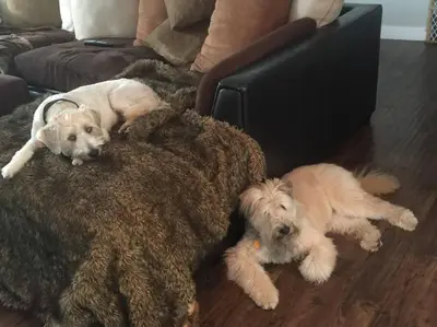 two dogs laying on the floor next to a couch at Bedroom Suite with Private Entrance in Los Angeles