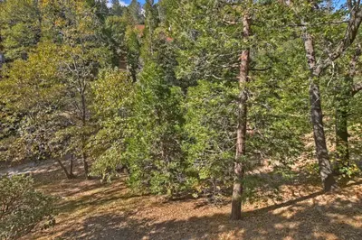 a group of trees in a wooded area at Lake Arrowhead Charming Chalet in Lake Arrowhead