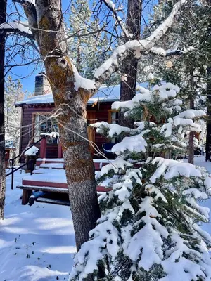 a tree in the snow next to a house at The Nest On Towne Trail - Hot Tub, BBQ, Fire Pit in Big Bear Lake