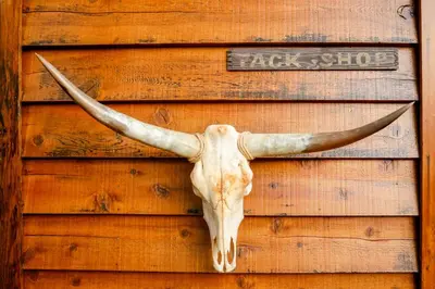 a bull skull hanging on a wooden wall at The Nest On Towne Trail - Hot Tub, BBQ, Fire Pit in Big Bear Lake