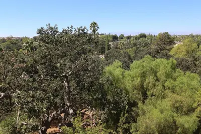 an overhead view of a forest of trees at GREAT VIEWS - Over the Oaks - Stylish - Whole Home in Thousand Oaks
