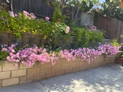 a brick wall with pink flowers in a garden at Home sweet home in Rowland Heights