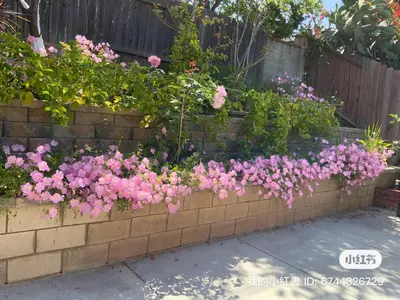 a retaining wall with pink flowers in a garden at Home sweet home in Rowland Heights