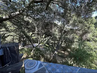 a view of a forest with trees and a table at Japanese Tea House with Private Mountain Trails and Creek in Topanga Park