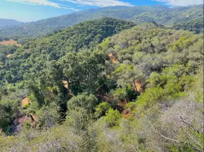 an overhead view of a forest of trees on a hill at Japanese Tea House with Private Mountain Trails and Creek in Topanga Park
