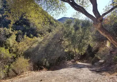 a dirt road with a tree on the side of a hill at Japanese Tea House with Private Mountain Trails and Creek in Topanga Park