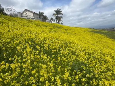 a field of yellow flowers on a hill at villa Double Room in Chino Hills