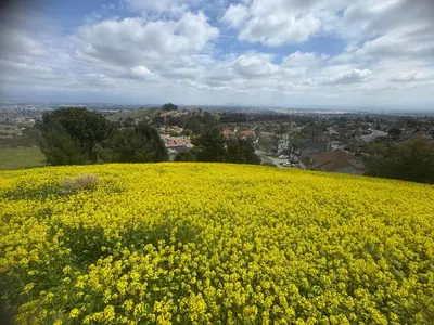a field of yellow flowers on top of a hill at villa Double Room in Chino Hills