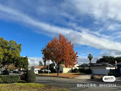 a street with a tree in a residential neighborhood at \u72ec\u5177\u4e00\u683c\u7684\u623f\u95f4 in West Covina