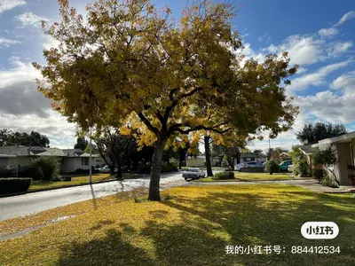 a tree on the side of a street at \u72ec\u5177\u4e00\u683c\u7684\u623f\u95f4 in West Covina