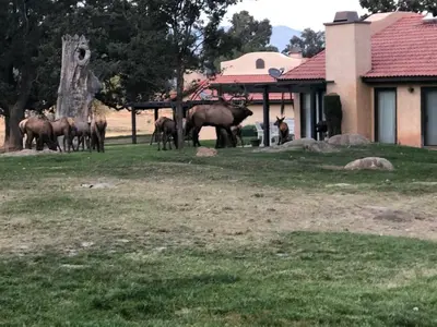 a group of elephants standing in front of a building at Beautiful Mountain Home in Tehachapi