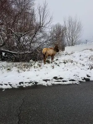 a animal standing on the side of the road in the snow at Beautiful Mountain Home in Tehachapi
