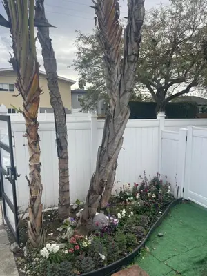 a garden with a palm tree and flowers in front of a fence at West LA Chariton in Los Angeles