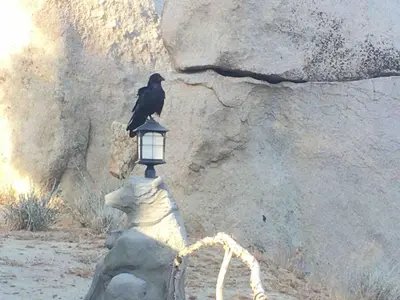a bird sitting on top of a light on a statue at Epic View Hot tub National forest in Wofford Heights