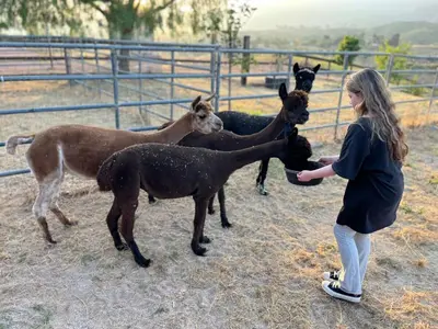 a woman feeding a group of donkeys at Alpaca Rustic Ranch-peaceful & breathtaking views in Santa Clarita