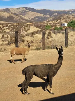 two llamas are standing in a dirt field at Alpaca Rustic Ranch-peaceful & breathtaking views in Santa Clarita