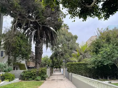 a street with a fence and a palm tree at King Oasis - steps to beach with garden patio! in Los Angeles