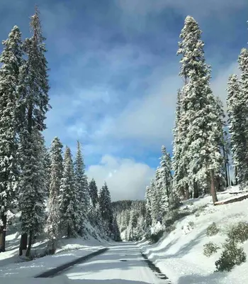 a road covered in snow with snow covered trees at BunkHouse 1960's Camp Vibe with Timeless Wet Bar in Springville