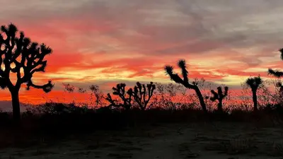 a sunset in the desert with palm trees in the foreground at Stunning Geo Dome with Joshua Tree vibes in Palmdale