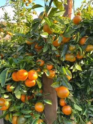 a bunch of oranges hanging from a tree at Pool Front Romantic Getaway withPrivate Entry in North Hills
