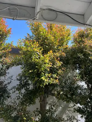 a tree with leaves on it in a building at Sunny Franklin Place in Los Angeles