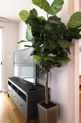 a plant in a black pot next to a dresser at Cozy 2BR Apt in Downtown LA with Pool & Hot Tub in Los Angeles