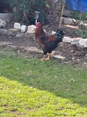 a rooster standing in the grass in a yard at Master bedroom in Bakersfield