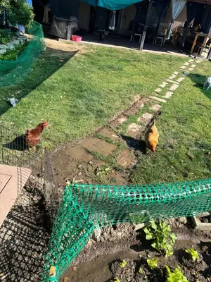 two chickens are standing in a cage in the grass at Master bedroom in Bakersfield