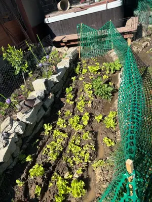 a garden with some plants in a net at Master bedroom in Bakersfield