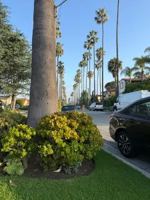 a car parked next to a palm tree with flowers at Charming Casita near USC, SOFI, and Culver City in Los Angeles