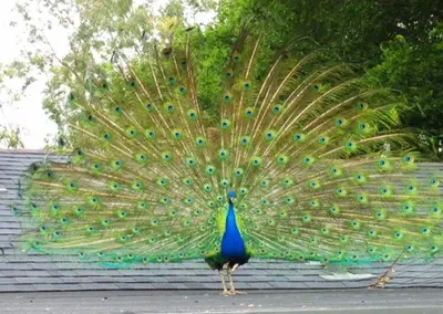 a peacock with its tail open on a roof at LA Coastal Oasis in Rancho Palos Verdes