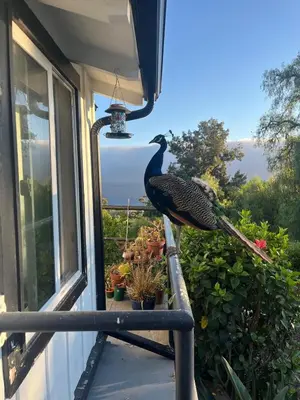 a peacock sitting on a balcony of a house at LA Coastal Oasis in Rancho Palos Verdes