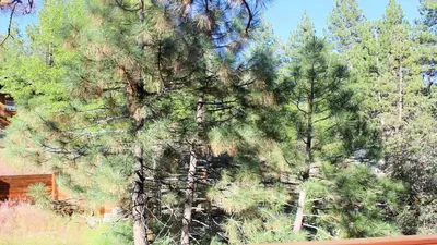 a large pine tree in front of a house at Hot Tub/Game Tables/Dogs OK - Aspen Glen in Big Bear Lake