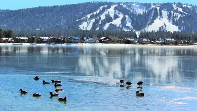 a group of ducks swimming in a large lake at Hot Tub/Game Tables/Dogs OK - Aspen Glen in Big Bear Lake