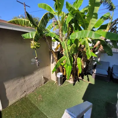 a banana tree on the side of a house at BH Adj, studio spacious BH in Los Angeles